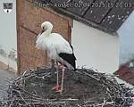 Capi_Dubne_20250402_152003.jpg