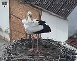Capi_Dubne_20250402_154503.jpg