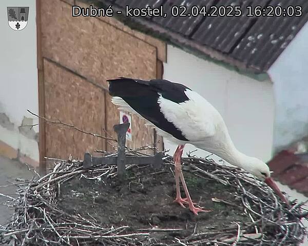 Capi_Dubne_20250402_162003.jpg (1350 x 1080)