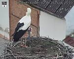 Capi_Dubne_20250402_162503.jpg