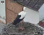 Capi_Dubne_20250402_163003.jpg