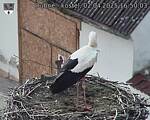 Capi_Dubne_20250402_165003.jpg