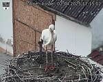 Capi_Dubne_20250402_171502.jpg