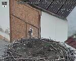 Capi_Dubne_20250402_182503.jpg