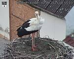 Capi_Dubne_20250402_185503.jpg
