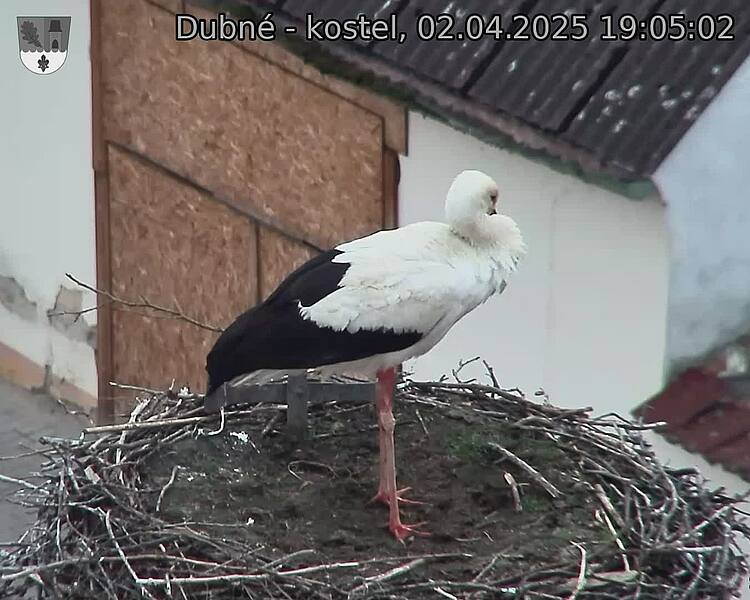 Capi_Dubne_20250402_190502.jpg (1350 x 1080)