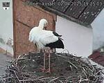 Capi_Dubne_20250402_192503.jpg