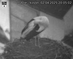 Capi_Dubne_20250402_200502.jpg