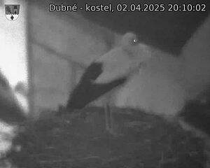 Capi_Dubne_20250402_201002.jpg (1350 x 1080)