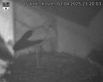 Capi_Dubne_20250402_232003.jpg