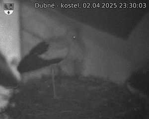 Capi_Dubne_20250402_233003.jpg (1350 x 1080)
