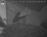 Capi_Dubne_20250403_004503.jpg