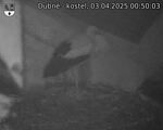 Capi_Dubne_20250403_005003.jpg