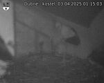 Capi_Dubne_20250403_011503.jpg