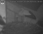 Capi_Dubne_20250403_013003.jpg
