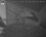 Capi_Dubne_20250403_014503.jpg
