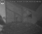 Capi_Dubne_20250403_024002.jpg
