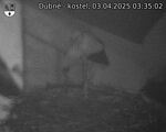 Capi_Dubne_20250403_033502.jpg