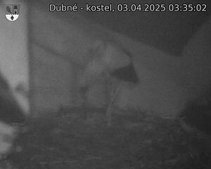 Capi_Dubne_20250403_033502.jpg (1350 x 1080)