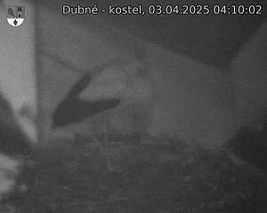 Capi_Dubne_20250403_041002.jpg (1350 x 1080)