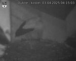 Capi_Dubne_20250403_041503.jpg