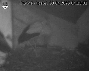Capi_Dubne_20250403_042502.jpg (1350 x 1080)