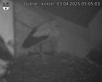 Capi_Dubne_20250403_050503.jpg