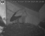 Capi_Dubne_20250403_051503.jpg