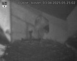Capi_Dubne_20250403_052502.jpg