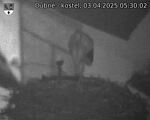 Capi_Dubne_20250403_053002.jpg