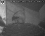 Capi_Dubne_20250403_054003.jpg