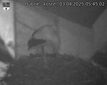 Capi_Dubne_20250403_054502.jpg