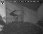 Capi_Dubne_20250403_055002.jpg