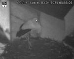 Capi_Dubne_20250403_055503.jpg