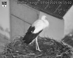Capi_Dubne_20250403_061502.jpg