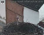 Capi_Dubne_20250403_062002.jpg