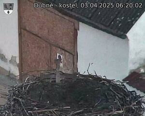 Capi_Dubne_20250403_062002.jpg (1350 x 1080)