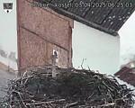 Capi_Dubne_20250403_062503.jpg