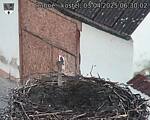 Capi_Dubne_20250403_063002.jpg