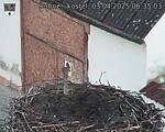Capi_Dubne_20250403_063503.jpg