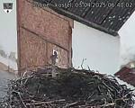 Capi_Dubne_20250403_064002.jpg
