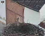 Capi_Dubne_20250403_064503.jpg