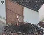 Capi_Dubne_20250403_065004.jpg
