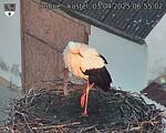 Capi_Dubne_20250403_065502.jpg