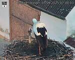 Capi_Dubne_20250403_070003.jpg