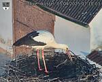 Capi_Dubne_20250403_071003.jpg