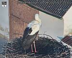 Capi_Dubne_20250403_071503.jpg