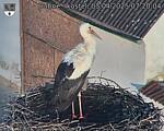 Capi_Dubne_20250403_072004.jpg