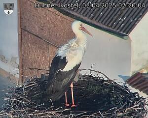 Capi_Dubne_20250403_072004.jpg (1350 x 1080)