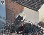 Capi_Dubne_20250403_072503.jpg